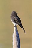 Black Phoebe